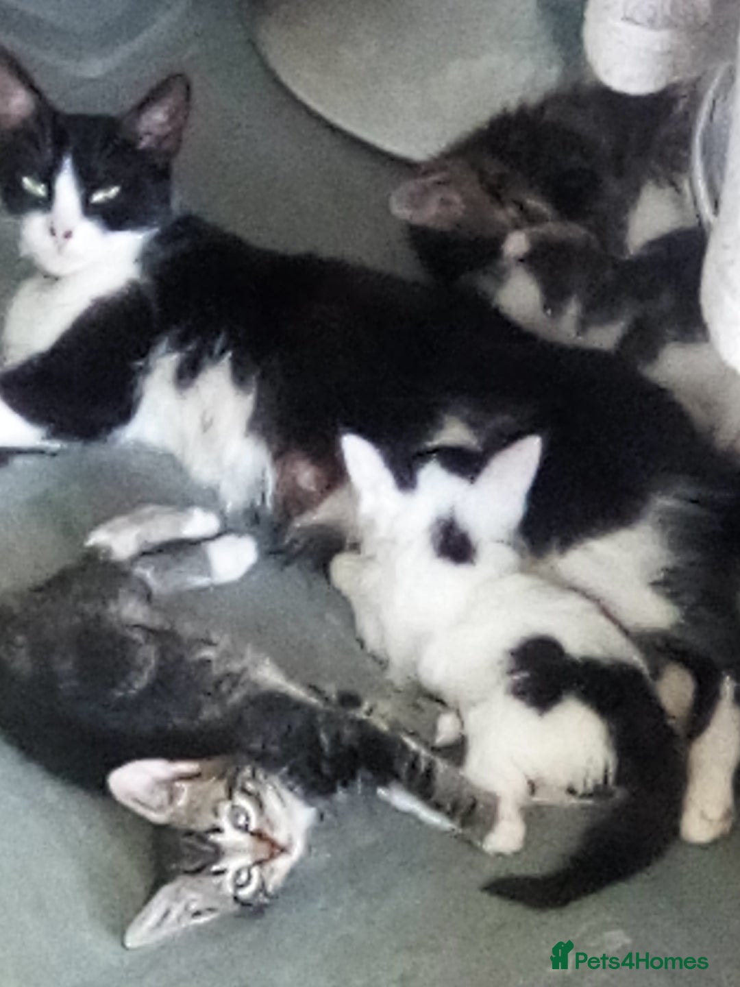 Mixed Breed cats for sale: Pretty kittens - Image 5