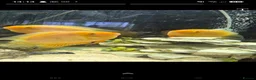 Other/Mixed Breed fish for sale: Tank and fish for sale can be sold separate pm me in Leeds - Advert 2