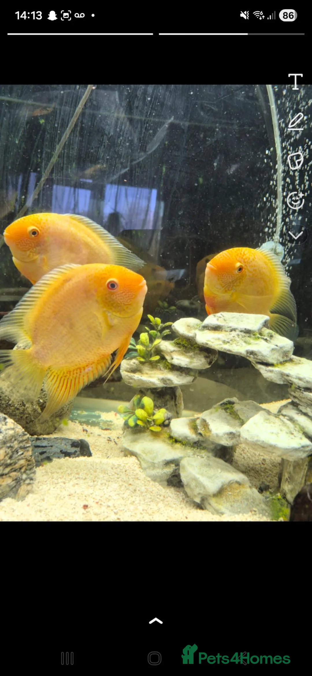 Other/Mixed Breed fish for sale: Tank and fish for sale can be sold separate pm me in Leeds - Advert 2