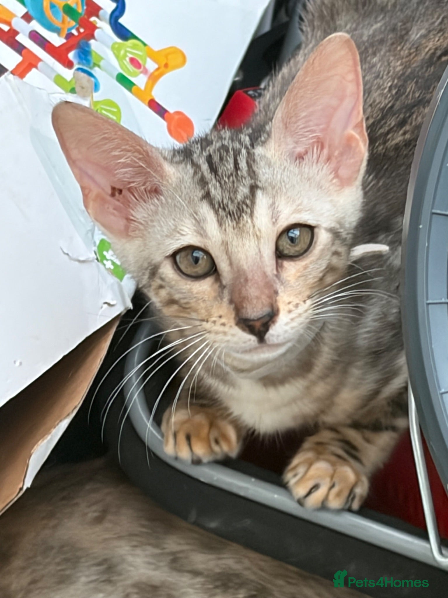Bengal cats Bengal Kittens- Silvers & Marbles – Family Raised - Advert 1