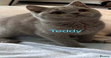 British Shorthair cats - Advert 4