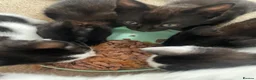 Mixed Breed cats for sale: Cheeky little curtain climbers  - Advert 11