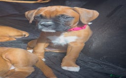 Boxer dogs for sale: Longtail girl  - ONLY 2girls remaining! KC heartscore 0, CHAMPlines - Image 12