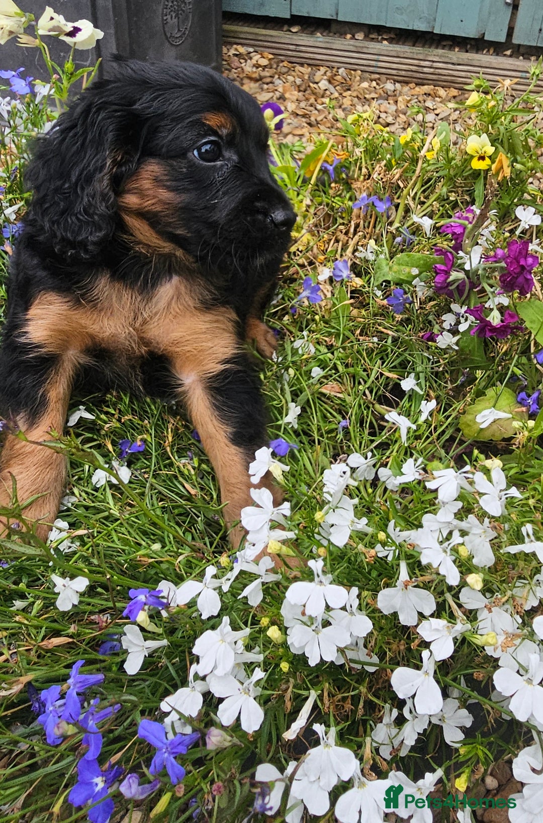Cockapoo dogs for sale: The best cockapoos - Image 38