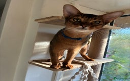 Abyssinian cats for sale: Abyssinian kitten looking for his new forever home - Advert 16