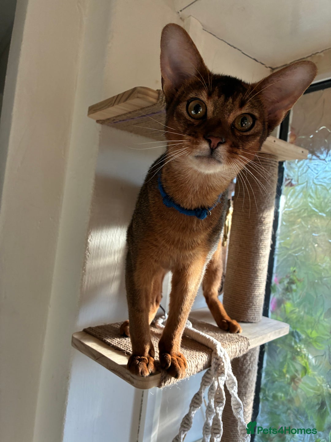 Abyssinian cats for sale: Abyssinian kitten looking for his new forever home - Advert 16