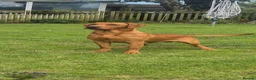 Labrador Retriever dogs for stud: Lawreycreek Jay (Sako) - Advert 8