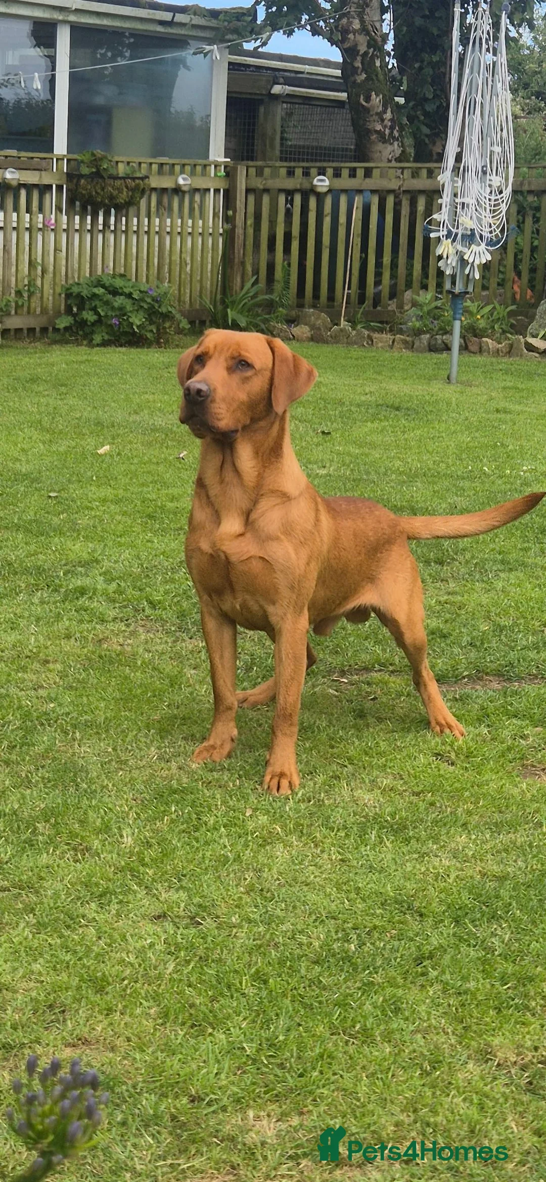 Labrador Retriever dogs for stud: Lawreycreek Jay (Sako) - Advert 8