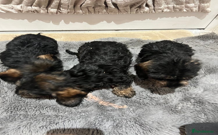 Dachshund dogs Miniature soft haired dachshunds - Advert 2