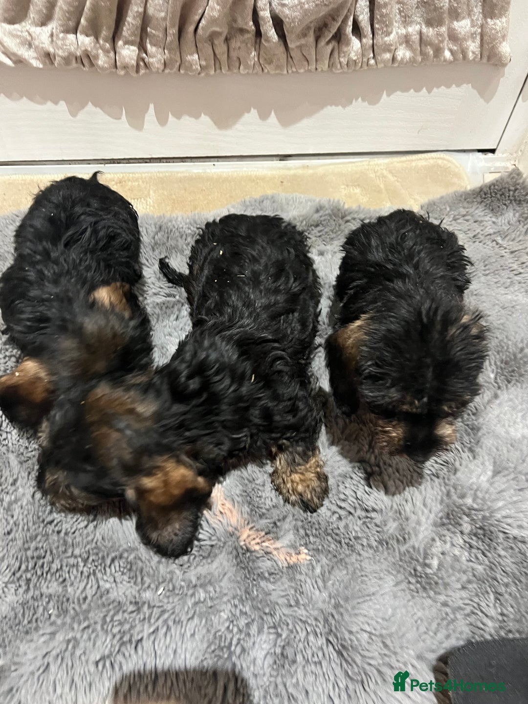 Dachshund dogs for sale: Miniature soft haired dachshunds - Advert 1