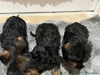 Dachshund dogs Miniature soft haired dachshunds - Advert 2