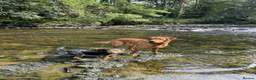Labrador Retriever dogs for stud: Handsome Fox Red Labrador. KC registered. in Hailsham - Advert 4