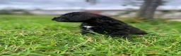 Schnoodle dogs for sale: 🐾 Adorable Schnoodle Puppies 🐾 - Advert 36