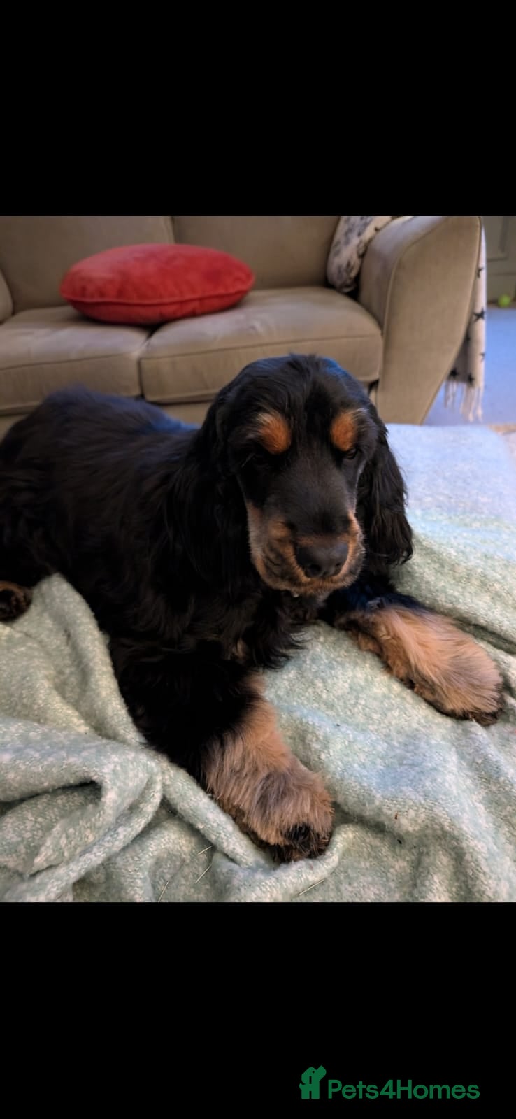 Cocker Spaniel dogs 8 month old show cocker spaniel puppy - Advert 10