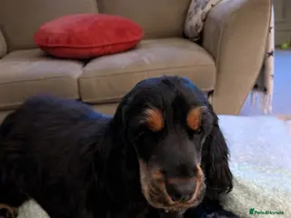 Cocker Spaniel dogs 8 month old show cocker spaniel puppy - Advert 7