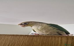 Conures birds for sale:   Green cheek conure baby  - Image 5