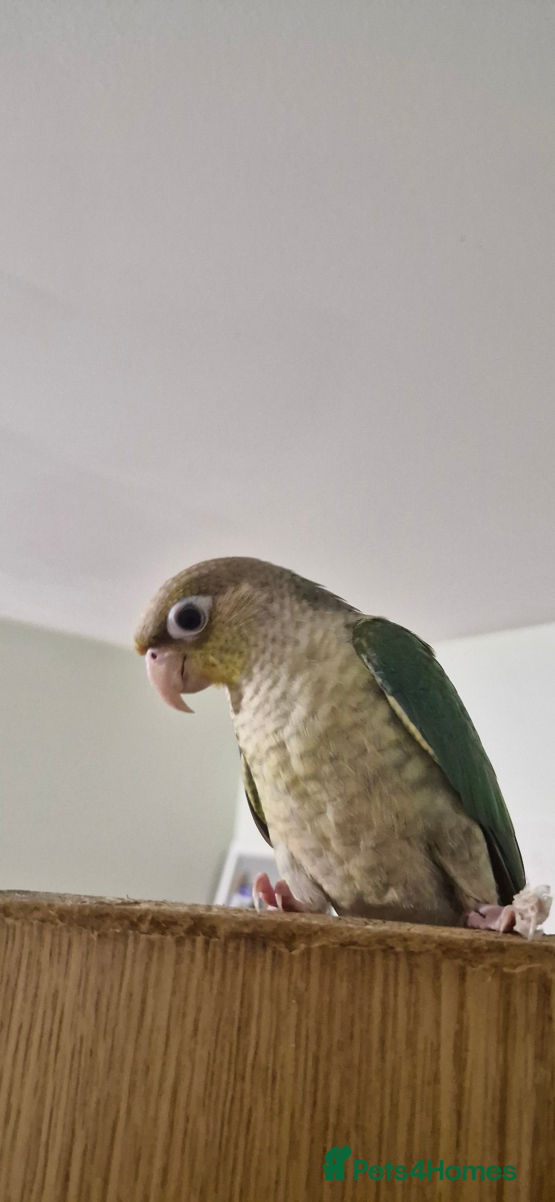Conures birds for sale:   Green cheek conure baby  - Image 5