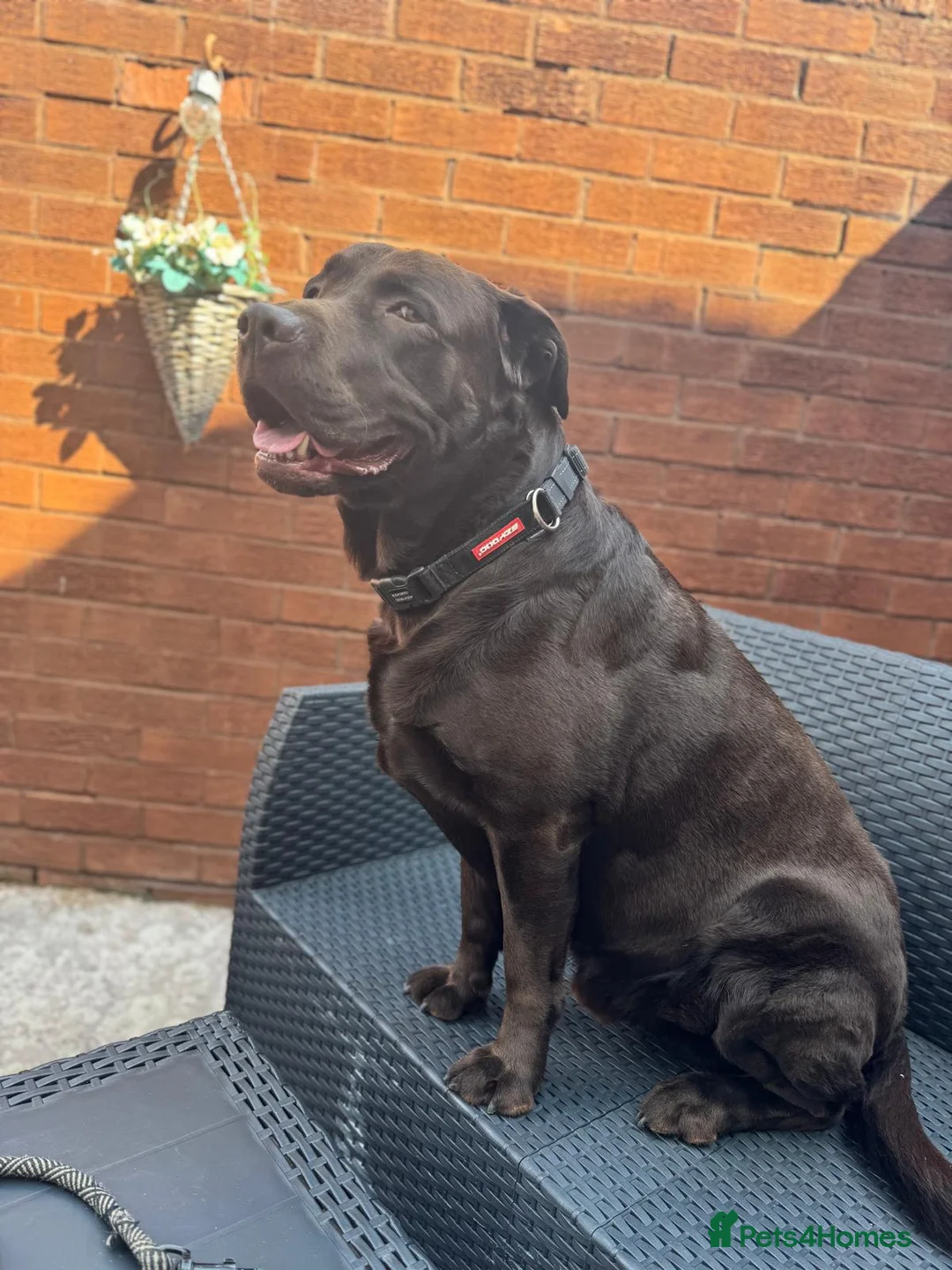 Labrador Retriever dogs for stud: Chocolate lablador retriever  in Glasgow - Advert 9