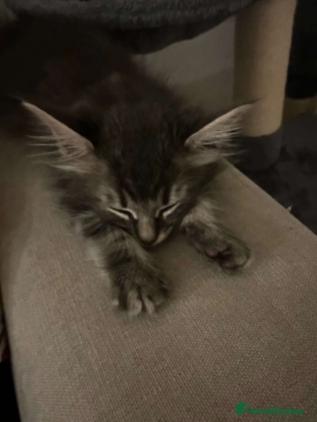 Mixed Breed cats for sale: Cutest little boy! - Advert 6