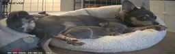 Chihuahua dogs for sale: Chihuahua Blue Tri. 1 Boy 1 Girl   - Advert 10