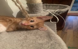 British Shorthair cats for sale: Beautiful Ginger, calico and tuxedo kittens - Image 1