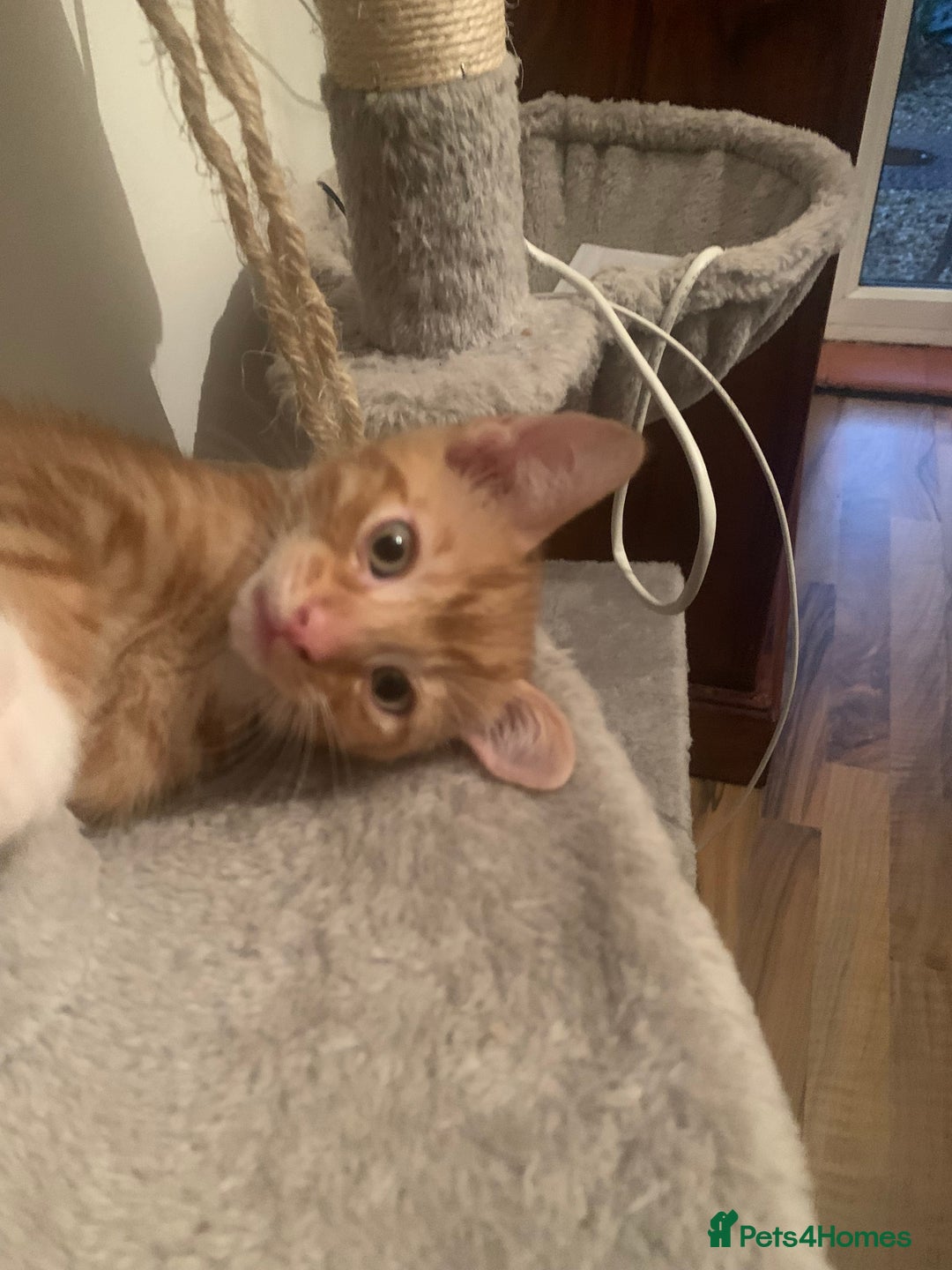 British Shorthair cats for sale: Beautiful Ginger, calico and tuxedo kittens - Image 1