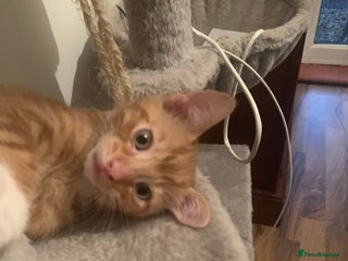 British Shorthair cats - Advert 10