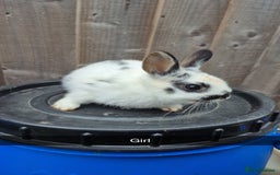 Lionhead rabbits for sale: Baby Lionhead rabbits 8 weeks old - Image 4
