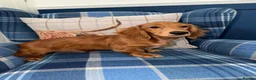 Miniature Dachshund dogs for sale: 🩷Stunning Long Haired Mini Dachshunds💙 - Advert 10