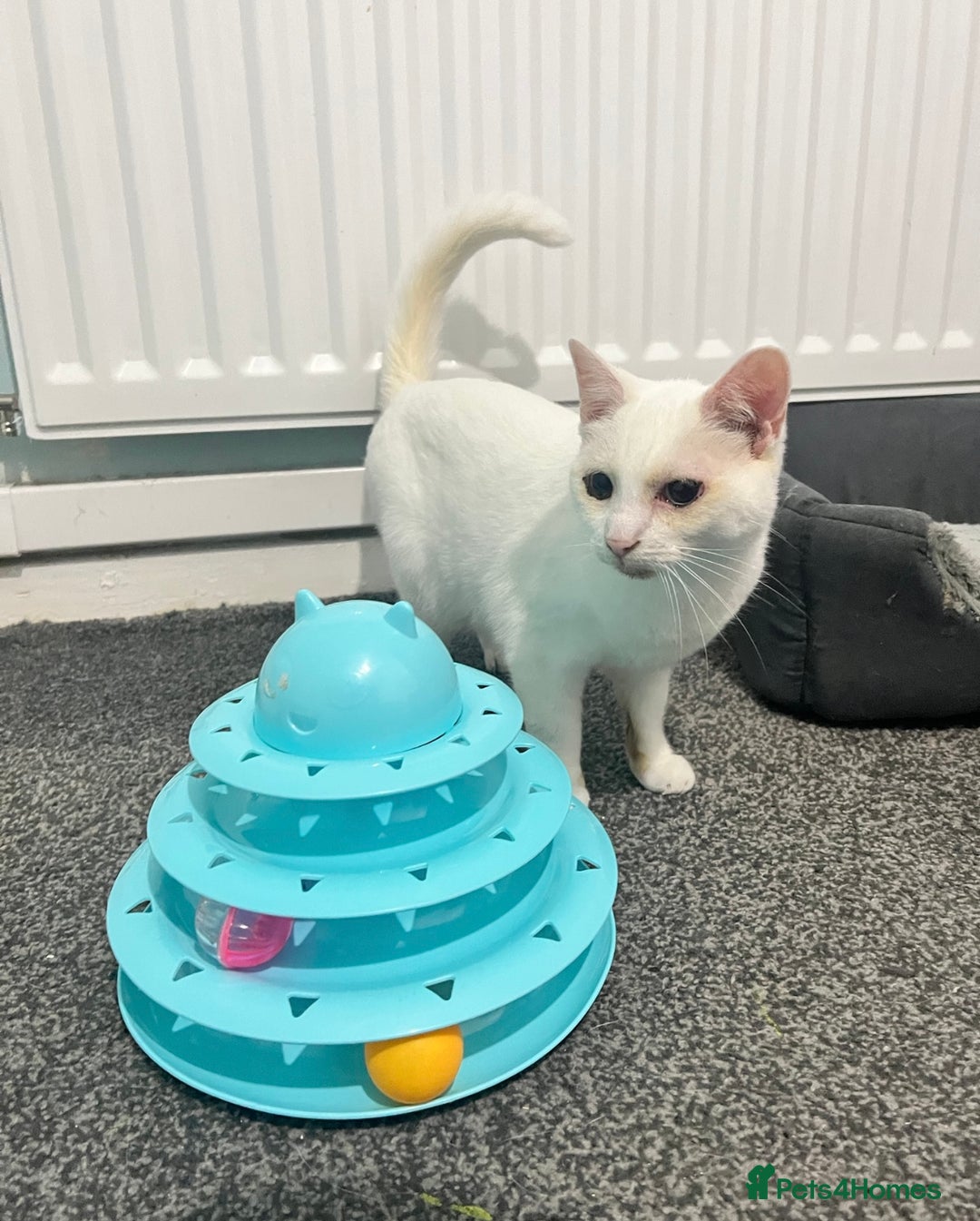 Domestic Shorthair cats for sale: Sweet Cat to Rehome (Read Description) - Image 8