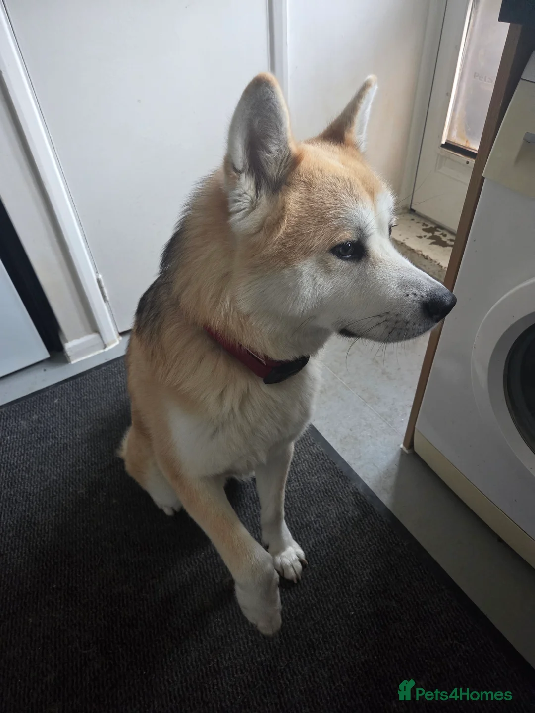Japanese Akita Inu dogs for sale: Foxy  in Luton - Advert 2