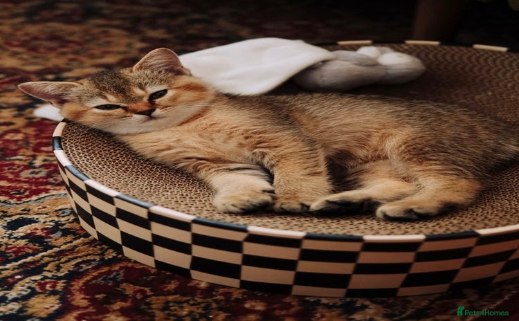 British Shorthair cats - Advert 1