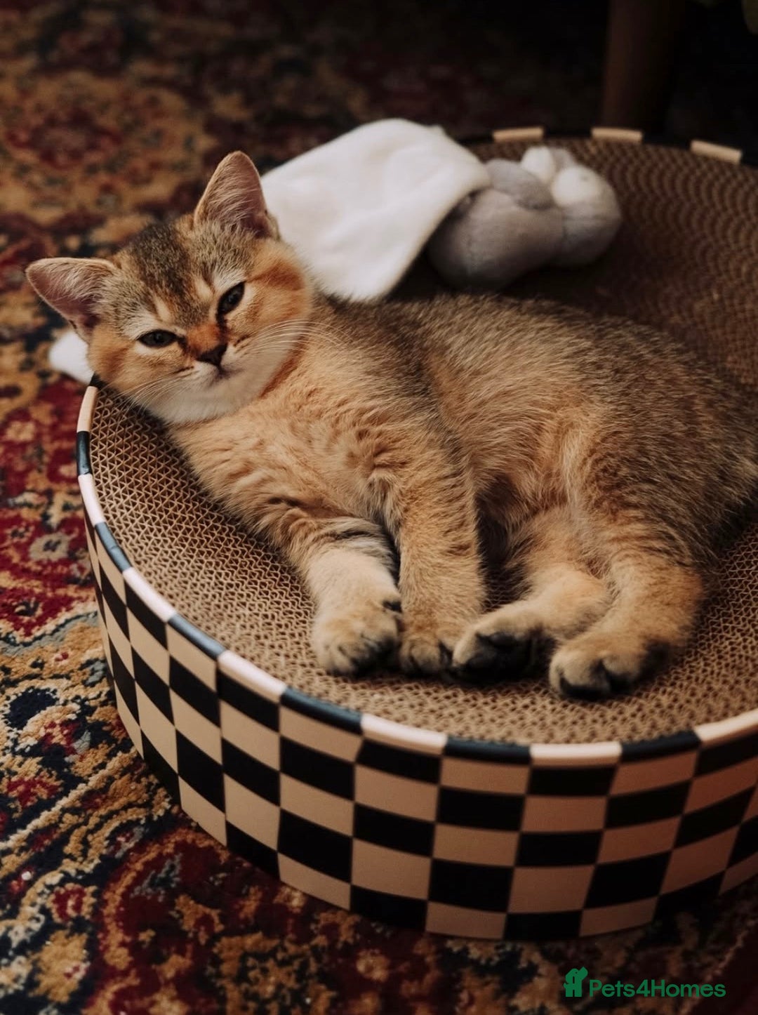 British Shorthair cats for sale: NY25 Golden British Shorthair kitten for sale.  - Image 1