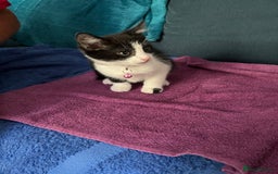 Mixed Breed cats for sale: Fabulous fun , fluffy and  happy kittens  - Image 9