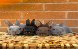 Rex rabbits for sale: Female & male otter/BEW mini rex rabbits  - Image 27
