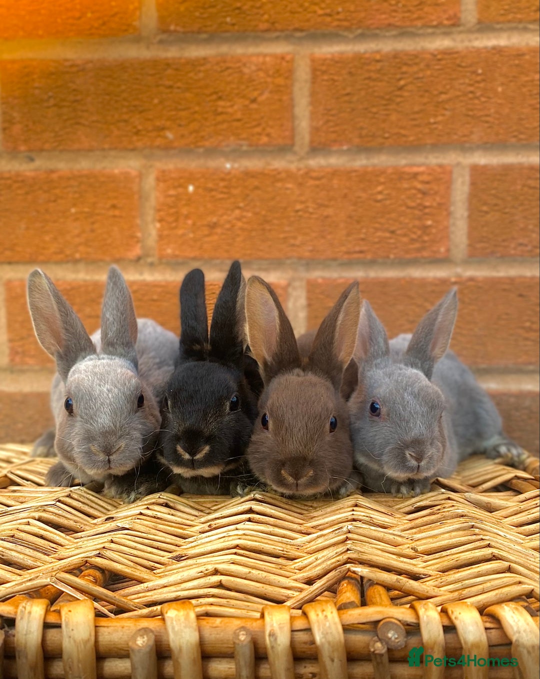 Rex rabbits for sale: Female & male otter/BEW mini rex rabbits  - Image 27