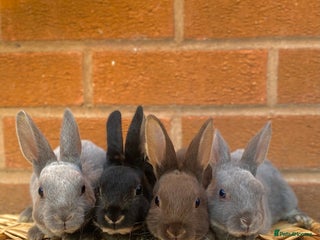 Rex rabbits - Advert 13