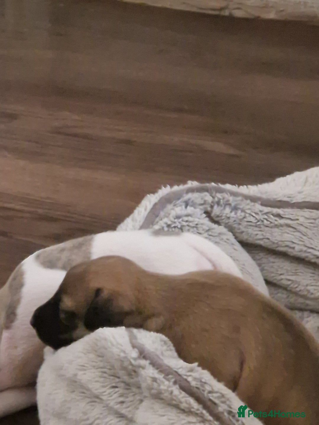 Whippet dogs for sale: KC Registered Whippet Pups - 2 girls left - Image 5