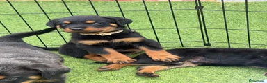 Rottweiler 2