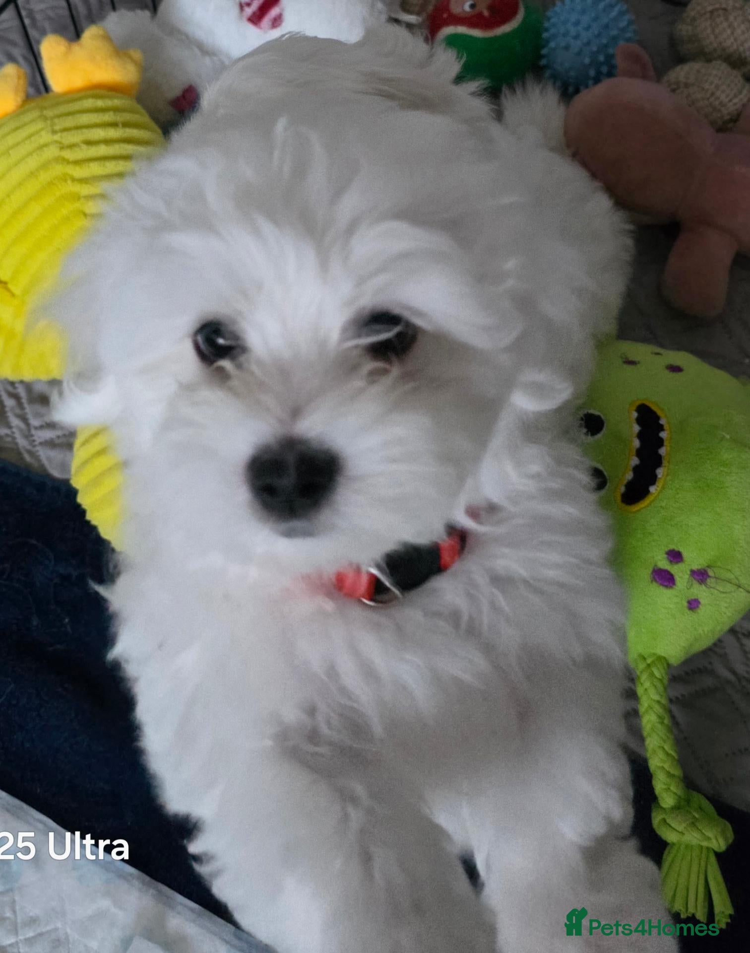 Maltese dogs Fabulously gorgeous maltese - Advert 3