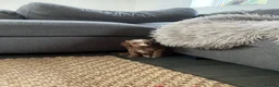 Cockapoo dogs for sale: Beautiful playful F1b cockapoos  - Advert 20