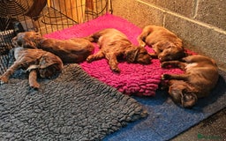 Sprocker dogs for sale: Adorable, well-socialised Sprocker Spaniel puppies - Image 17