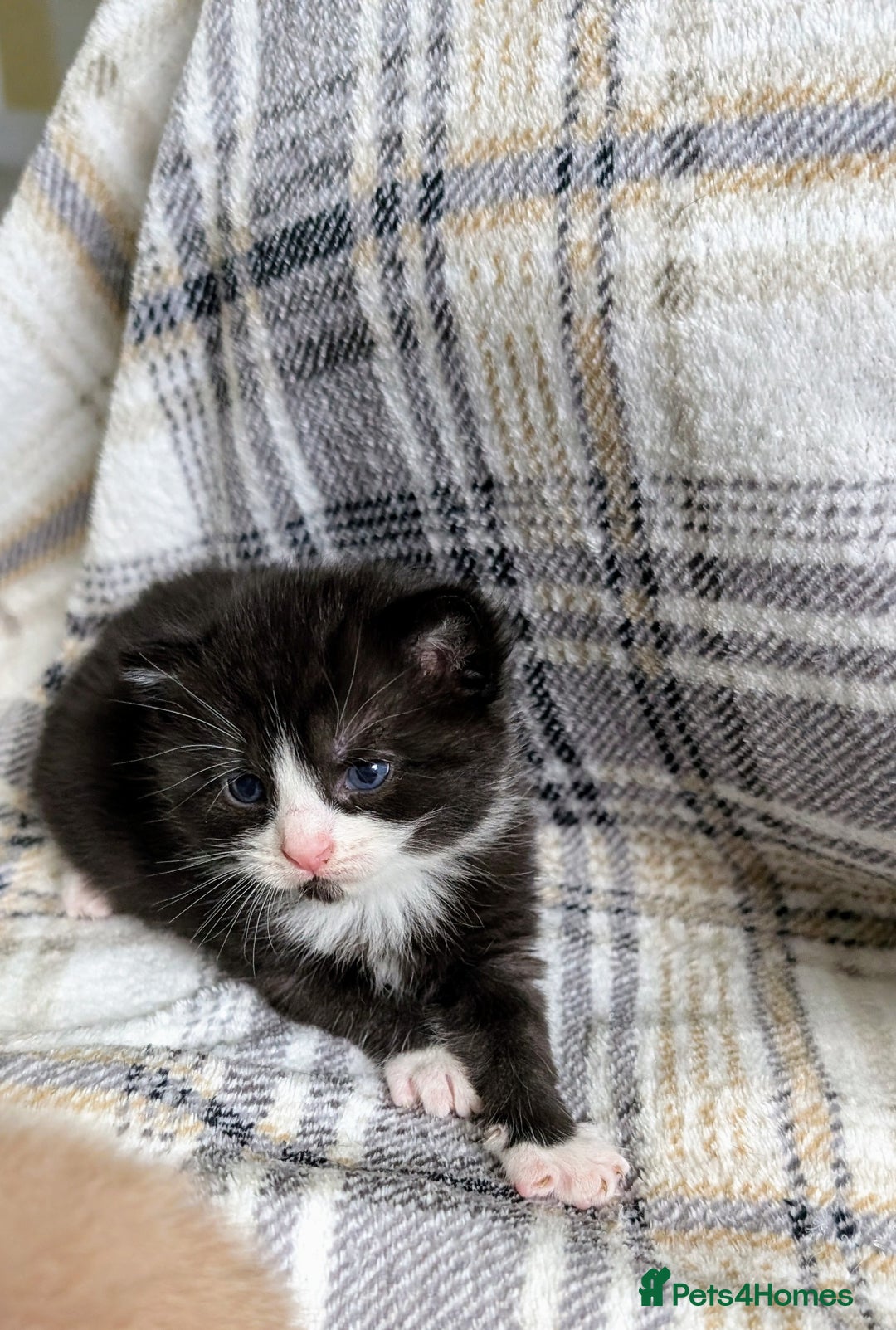 Mixed Breed cats for sale: Beautiful healthy kittens 😍😍 - Image 13
