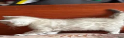 Bengal cats for sale: BEAUTIFUL BABY BENGALS FOR SALE  - Advert 22