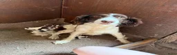 English Springer Spaniel dogs for sale: Springer spaniel pups - Advert 33