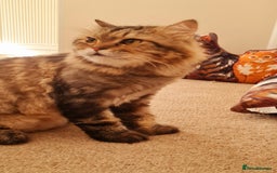 Mixed Breed cats for adoption: Rio wants warm cuddles and lots of fuss - Image 2