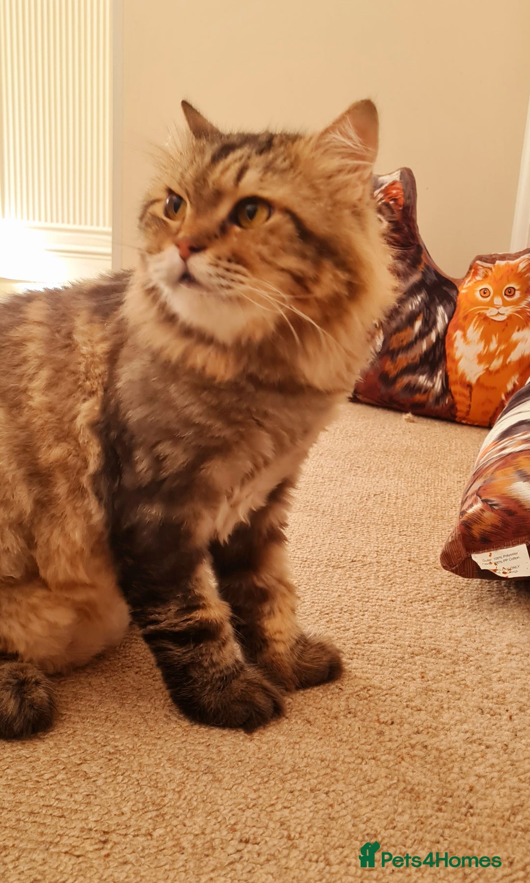 Mixed Breed cats for adoption: Rio wants warm cuddles and lots of fuss - Image 2