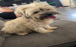 Mixed Breed dogs for sale: Shihpoo X Cocker Spaniel pups - Image 16