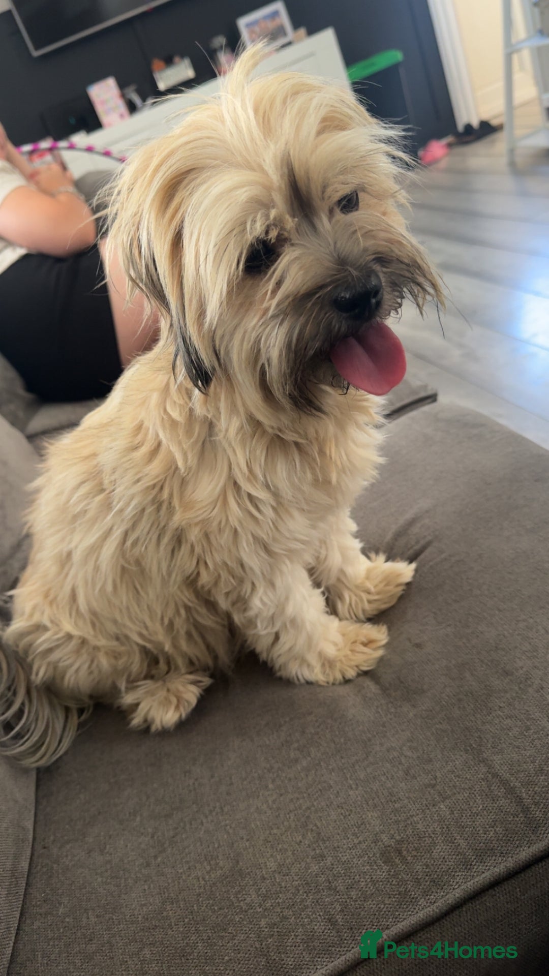 Mixed Breed dogs for sale: Shihpoo X Cocker Spaniel pups - Image 16
