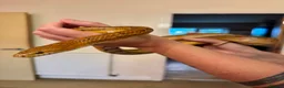 Corn Snake reptiles for sale: Corn Snake & Vivarium in Huddersfield - Advert 3